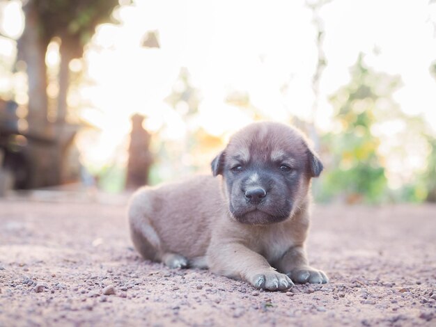 Foto lindos cachorros recién nacidos tendidos en el suelo en el jardín cachorro tailandés