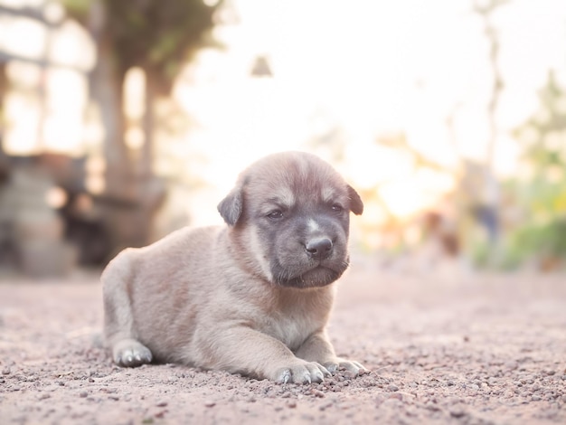 Lindos cachorros recién nacidos tendidos en el suelo en el jardín cachorro tailandés