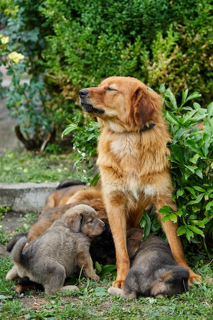 Lindos cachorros de Terranova chupando el pecho con leche de sus madres