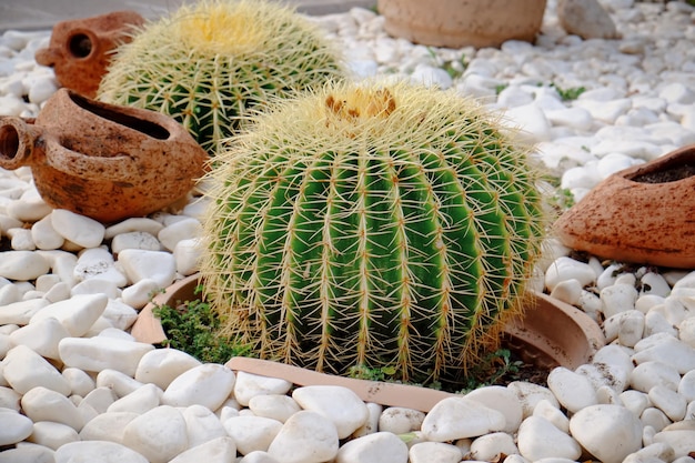 Lindos cactos em vasos em pedras