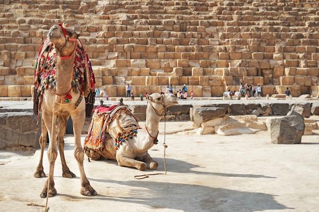 Lindos camellos cerca de la pirámide en la meseta de Giza