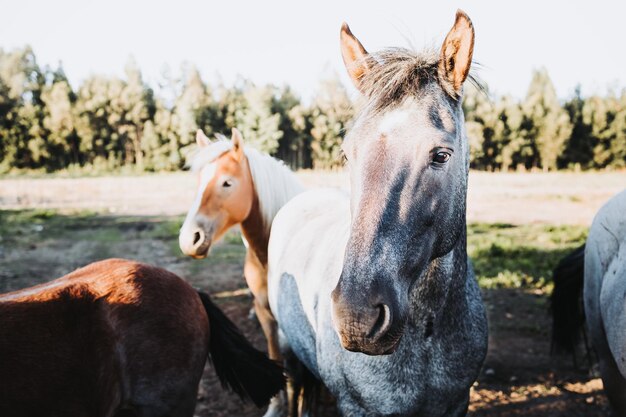 lindos cavalos chilenos cinzas e marrons em pé e esperando para serem acariciados Fazenda educacional