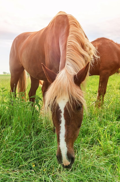 Lindos cavalos marrons no pasto na grama verde