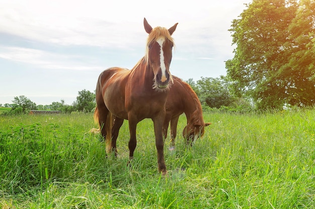 Lindos cavalos marrons no pasto na grama verde