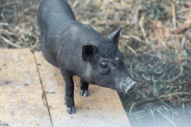 Lindos cerditos negros en la granja