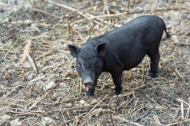 Lindos cerditos negros en la granja