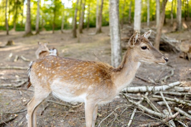 Lindos cervos andando na floresta animal selvagem cena da vida selvagem da natureza vista de perto