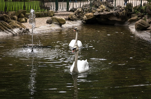 Lindos cisnes brancos flutuando