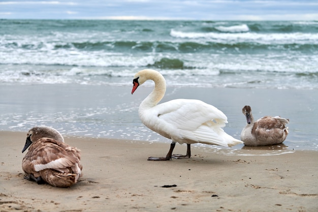 Lindos cisnes brancos mudos com cygnets marrons descansando na praia perto do mar Báltico. Bando de aves aquáticas na natureza selvagem.