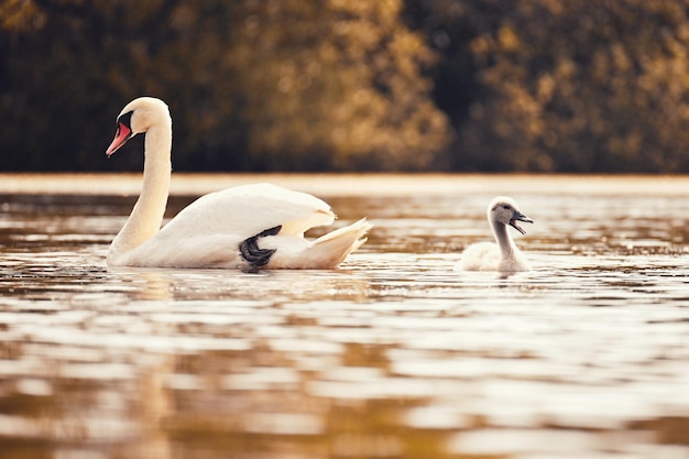 Foto lindos cisnes com filhotes em uma lagoa fundo colorido natural com belos pássaros selvagens cygnus