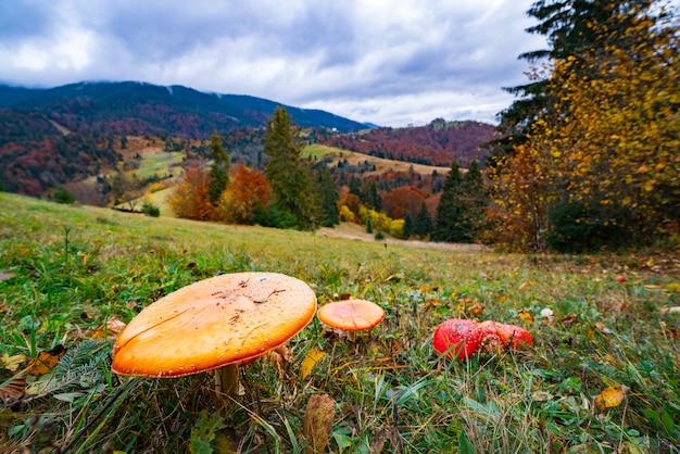 Lindos cogumelos selvagens em um prado verde em uma densa floresta multicolorida nas montanhas dos cárpatos no outono