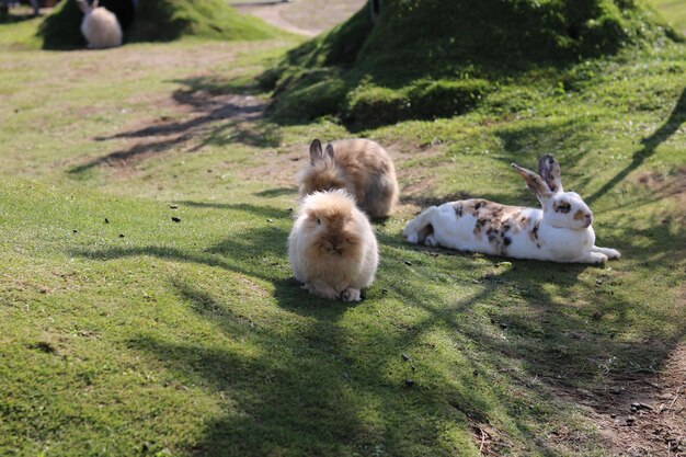 lindos conejitos juegan y se relajan en la hierba verde del parque