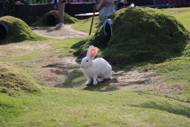 lindos conejitos juegan y se relajan en la hierba verde del parque