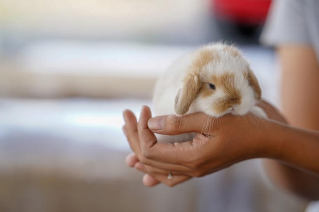 Lindos conejitos