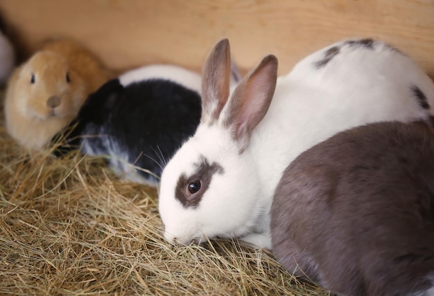 Lindos conejos divertidos en el jardín zoológico