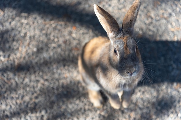 Lindos conejos salvajes en la isla de Okunoshima en un clima soleado, conocido como la isla de los conejos