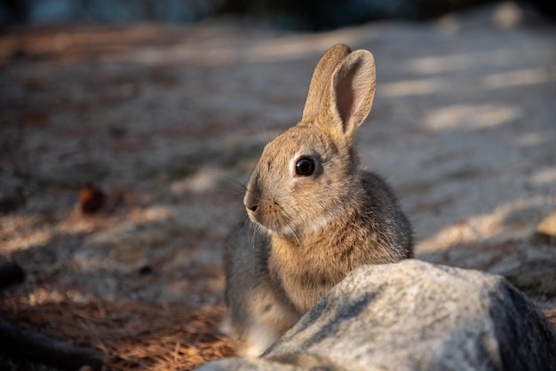 Lindos conejos salvajes en la isla de Okunoshima en un clima soleado, conocido como la isla de los conejos