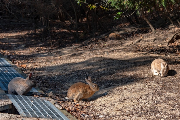 Lindos conejos salvajes en la isla de Okunoshima en un clima soleado, también conocido como la isla de los conejos. Hiroshima, Japón