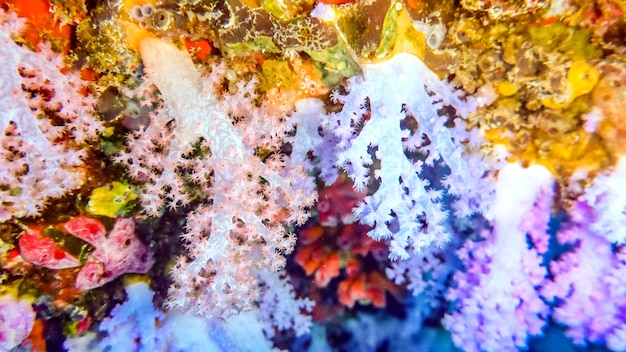 Lindos, corais moles brilhantemente coloridos na caverna, Maldivas.