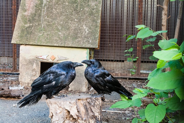 Lindos corvos pretos sentam-se em um toco de perto