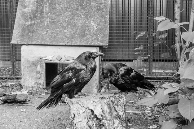Lindos corvos pretos sentam-se em um toco