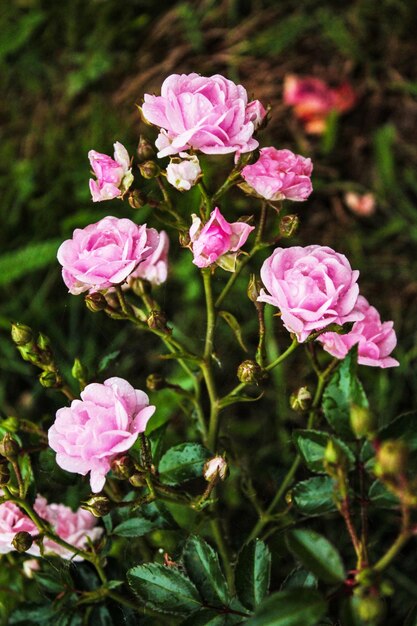 Lindos e delicados botões de rosa encontram o amanhecer da manhã e se alegram com o sol quente