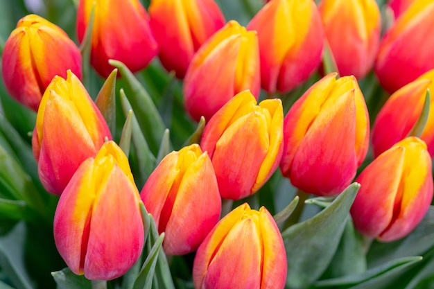 Foto lindos e frescos botões de tulipas laranja.