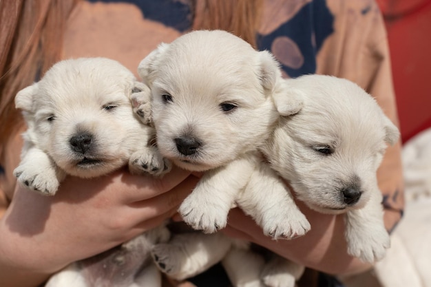 Lindos filhotes West Highland White Terrier nas mãos de um homem