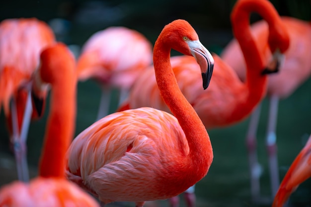 Lindos flamingos andando na água com grama verde fundo American Flamingo andando em uma lagoa