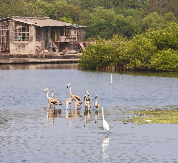 Foto lindos flamingos cercados pela natureza
