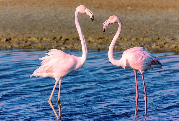 Lindos flamingos cor-de-rosa caminhando ao redor da lagoa em busca de comida