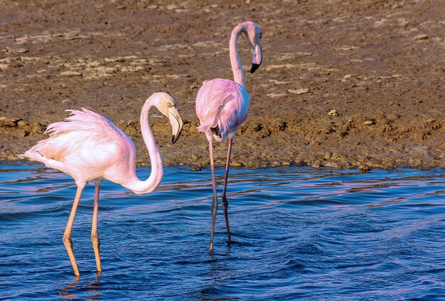 Lindos flamingos cor-de-rosa caminhando ao redor da lagoa em busca de comida