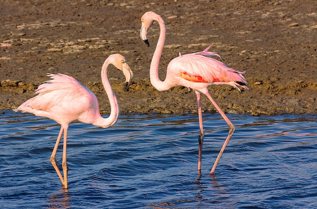 Lindos flamingos cor-de-rosa caminhando ao redor da lagoa em busca de comida