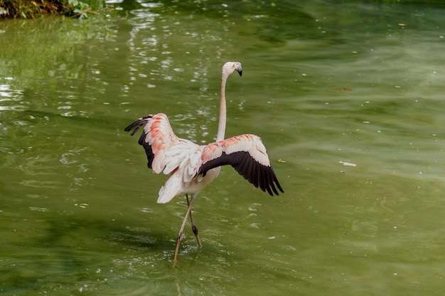 Lindos flamingos cor de rosa com bico e asas soltas