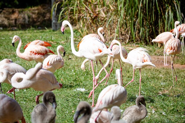 Lindos flamingos rosa