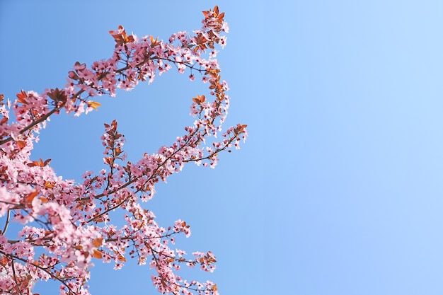 Lindos galhos de árvores florescendo na superfície do céu