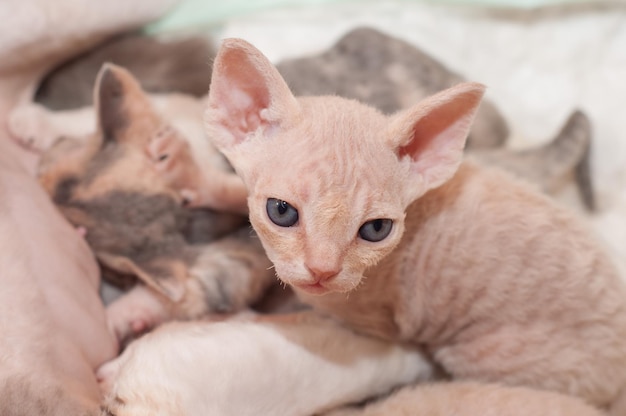 lindos gatinhos devon rex em casa