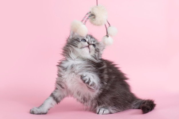 Lindos gatinhos Maine Coon cinzentos e fofos em um fundo rosa Animais fofos com brinquedo