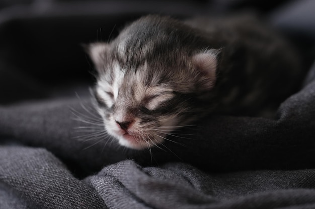 Lindos gatinhos Maine Coon recém-nascidos com olhos fechados Bonitos animais cegos para crianças