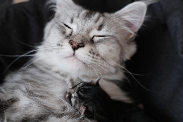 Lindos gatinhos Maine Coon recém-nascidos com olhos fechados Gatinho cego de estimação bonito com mãe