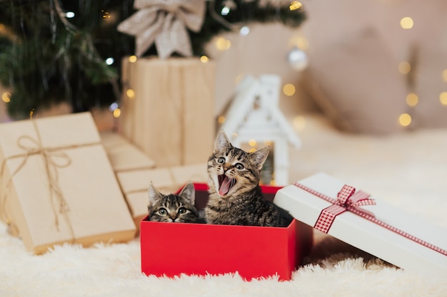 Lindos gatitos atigrados en caja roja de Navidad.