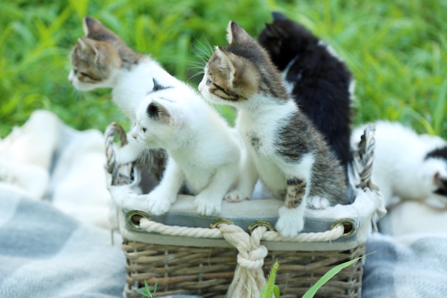 Lindos gatitos en cesta de mimbre al aire libre