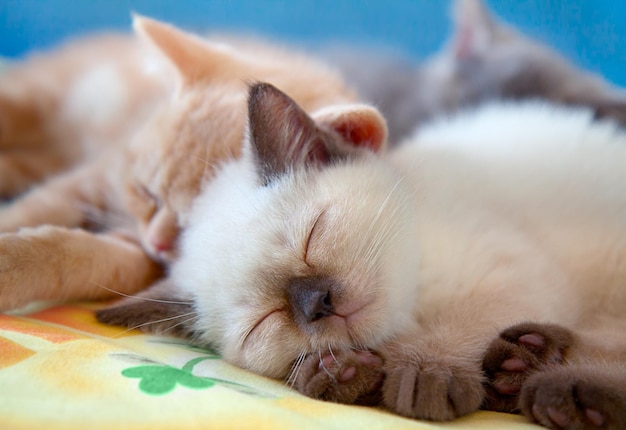 Lindos gatitos durmiendo