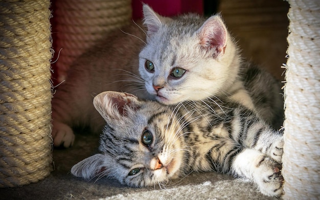 Lindos gatitos están jugando en casa.