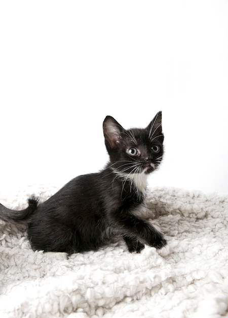 lindos gatitos sobre un fondo blanco