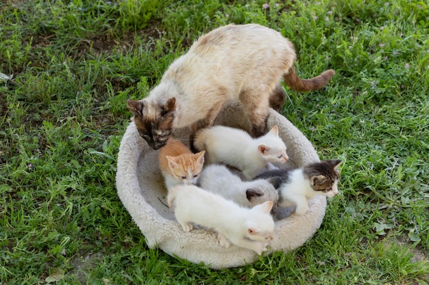 Lindos gatitos con su madre.