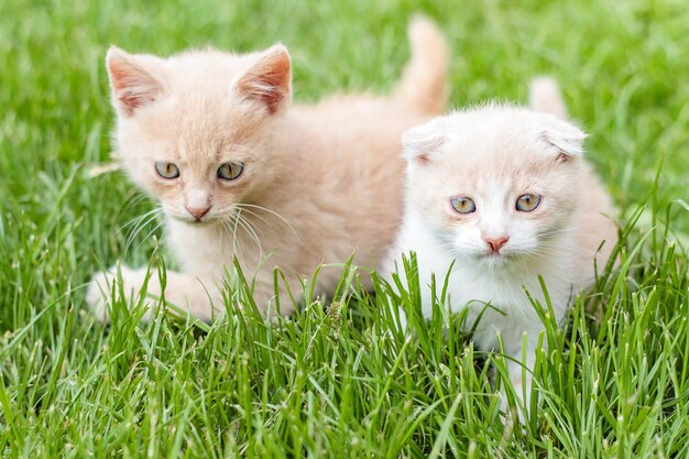 Lindos gatitos tumbados en la hierba verde, pequeña profundidad de foco.