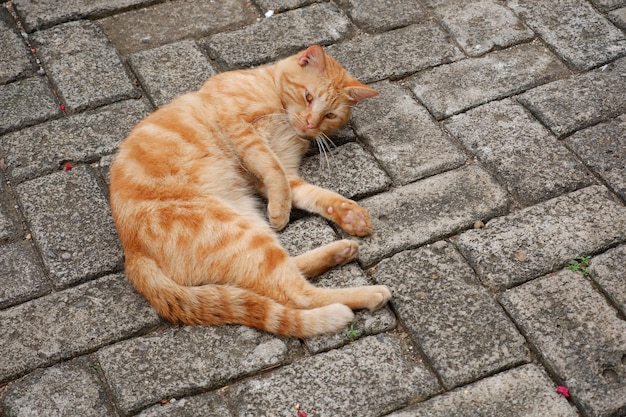 lindos gatos callejeros o gatos callejeros