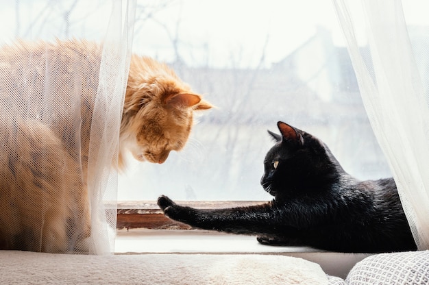 Foto lindos gatos diferentes junto a la ventana