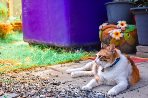 Lindos gatos están jugando en la casa en el césped